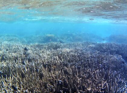 Corales pálidos en las Maldivas, en el Oceáno Índico
