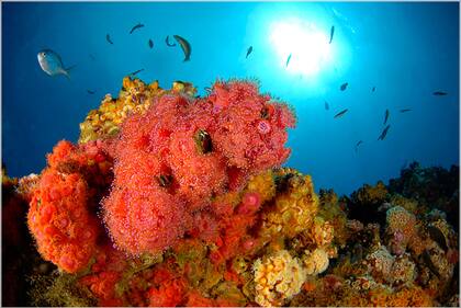 Corales y peces en los arrecifes del parque nacional Archipiélago de Juan Fernández