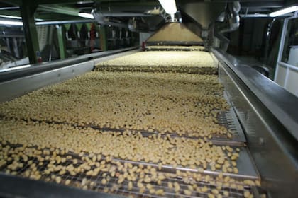 Córdoba es la meca de la producción de maní en la Argentina