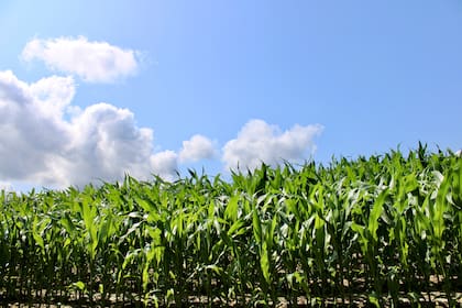 Córdoba es referente en la producción de etanol de maíz