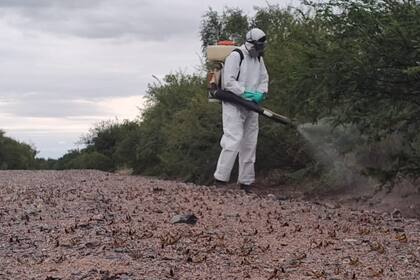 Córdoba está en emergencia fitosanitaria