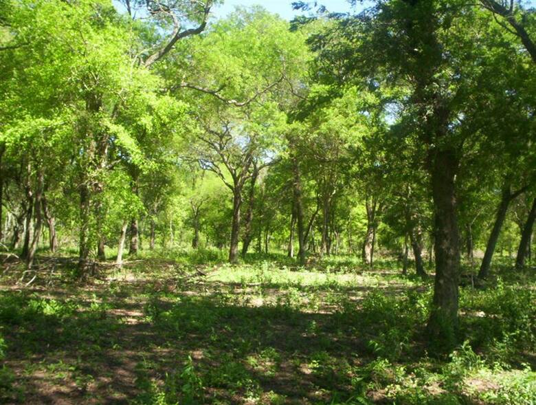 La eliminación del Fondo de Bosques: una amenaza para la protección ambiental