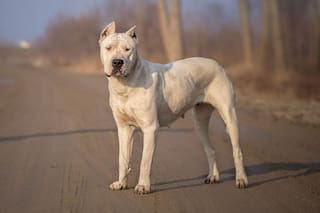 En Córdoba, un dogo mordió a un chico de 14 años y le provocó heridas