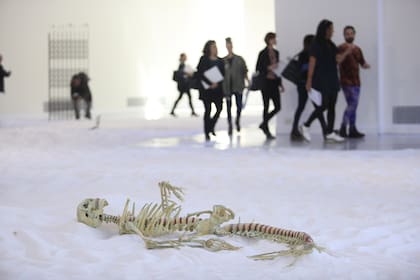 El esqueleto de la sirena evoca el mito de un ser híbrido