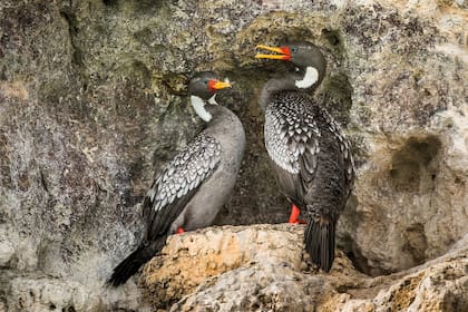Cormorán gris (Phalacrocorax gaimardi). En Argentina, habita en las islas y costas marinas de Chubut, Santa Cruz, Tierra del Fuego e islas Malvinas. Forma colonias en acantilados de entre 3 a 600 nidos.