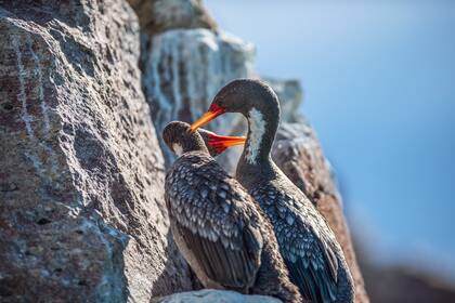 Cormoranes grises, ría Deseado