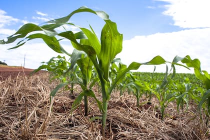 Según el presidente de Aprosoja, "se espera una caída masiva para el maíz brasileño, en superficie y en inversión"