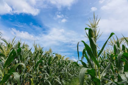 El tizón foliar común, causado por Exserohilum turcicum, es considerado la principal preocupación sanitaria de los maíces de siembra tardía, ya que registró pérdidas de hasta el 44% de rendimiento