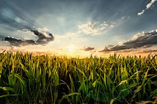 Maíz: en protección no todo es la vedette chicharrita