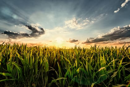 El maíz, clave en la rotación