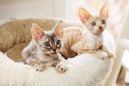Cornish Rex (Foto: iStock)