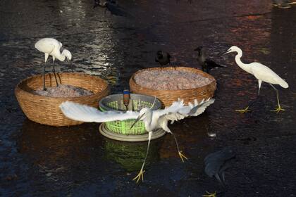 Garcetas y cuervos se reúnen alrededor de canastas llenas de pescado fresco para vender en el mercado de Sassoon Dock en Mumbai, India