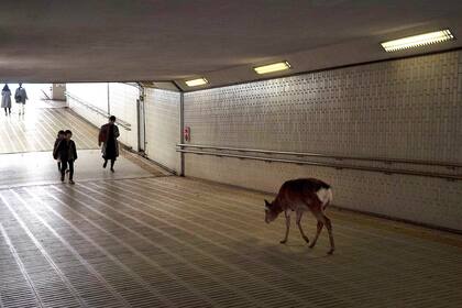 Un ciervo camina por un túnel en la ciudad de Nara, Japón