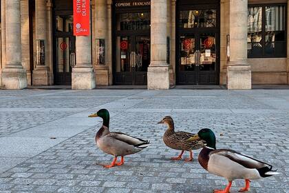 Los patos caminan por la calle frente a la Comedia Francesa, Place Colette, en París, Francia