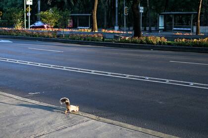Una ardilla cruza una calle céntrica en la ciudad de México