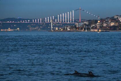 Ante la ausencia de tráfico marítimo los delfines, en el Bósforo, Estambul