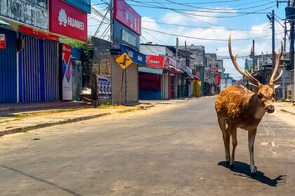 Un ciervo pasea por las calles desiertas de Trincomalee en Sri Lanka