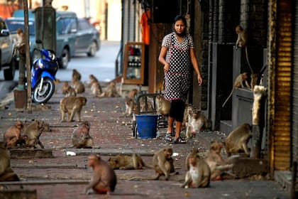 Una mujer observa a los monos mientras buscan comida en la puerta de su tienda, frente al templo Prang Sam Yod en Lopburi, Tailandia