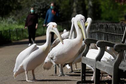 Los pelícanos salieron de paseo por St Jamess Park en Londres, Inglaterra