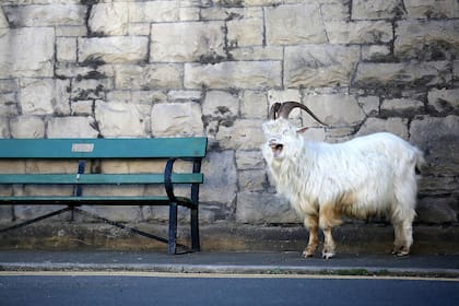 Las cabras salieron de paseo por las calles de Llandudno, Gran Bretaña