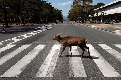 Varios ciervos salieron a las calles vacías de Nara, Japón; se los pudo ver caminando tranquilamente por las calles ante la ausencia de automóviles