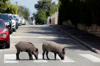 Jabalíes deambulan por las calles de Haifa, Israel