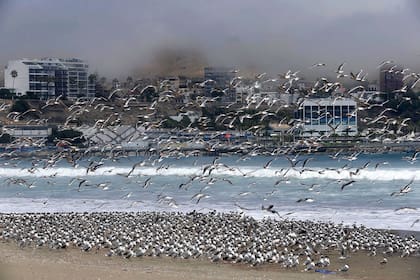 Cientos de aves llegan a la playa de Agua Dulce, que generalmente está poblada de turistas, en Lima, Perú