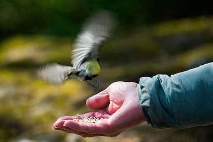 Un hombre alimenta a un pájaro en el museo al aire libre Skansen en Estocolmo, Suecia