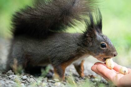 Una ardilla come de la mano de una mujer en el Parque del Palacio de Schoenbrunn en Viena, Austria