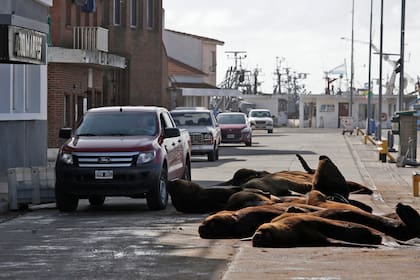 Ante la ausencia de turistas, los lobos marinos coparon la banquina del Puerto de Mar del Plata, Argentina