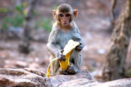 Un mono come una banana en las calles de Pushkar, India