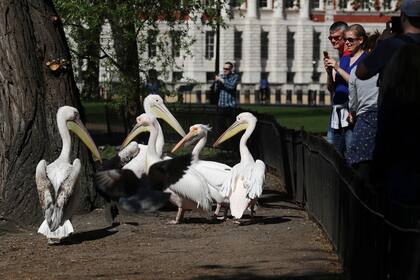 Pelícanos de paseo en un parque londinense