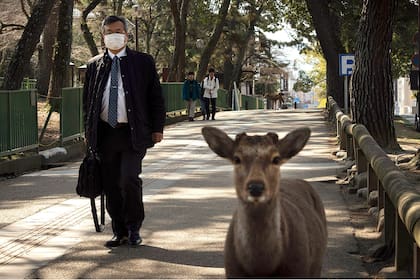 Un ciervo camina junto a un hombre en la ciudad de Nara, Japón