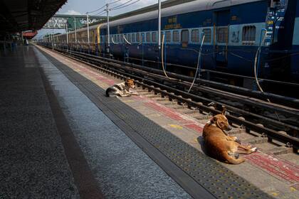 La estación de trenes de Gauhati en la India suele estar repleta de gente que necesita viajar, ante la ausencia de pasajeros dos perros aprovechan para disfrutar un poco del sol