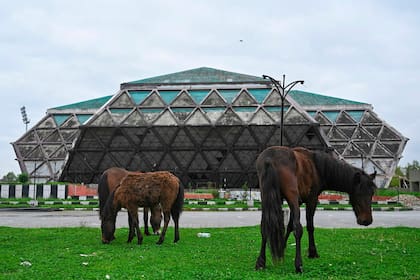 Varios caballos comen pasto frente a un estadio de fútbol convertido en hospital provisorio en Srinagar, India