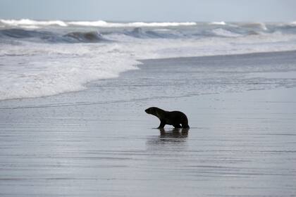 Una foca apareció repentinamente en las costas de Pinamar, Argentina