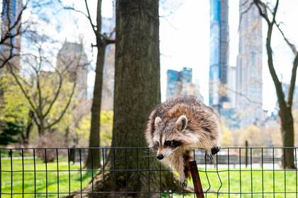Un mapache camina por un sendero en Central Park casi desierto en Manhattan, Nueva York, EE.UU.