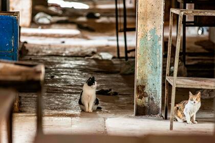 Los gatos callejeros deambulan en los alrededores de los puestos del mercado de carne cerrado en el centro de la ciudad de Qamishli, en la provincia de Hasakeh, en el noreste de Siria
