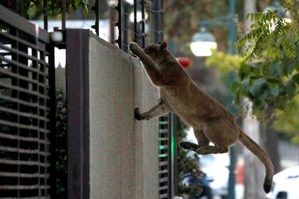 El puma intenta trepar la pared de una casa antes de ser capturado para ser llevado a un zoológico en Santiago de Chile