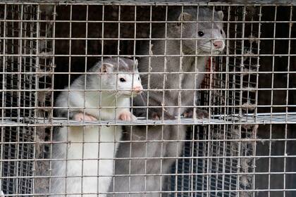 Dinamarca sacrificó 15 millones de visones por el riesgo de que hagan menos efectiva una posible vacuna contra el coronavirus
