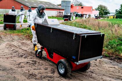 Así se llevaban a los visones de las granjas para su sacrificio en noviembre del año pasado