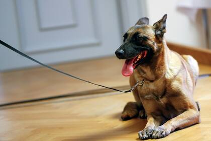 Fantasy, durante parte de su entrenamiento