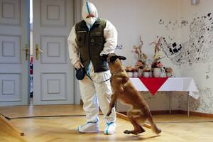 Coronavirus: Fantasy, la perra que detecta en Austria los positivos de Covid-19