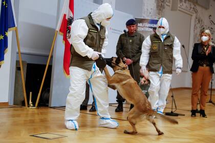 Fantasy, la perra que detecta coronavirus junto a su entrenador