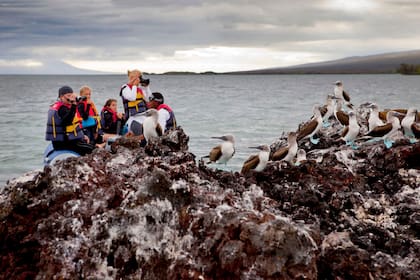 La fauna del ecosistema de las Galápagos está en serio riesgo por la sobreexplotación de la pesca