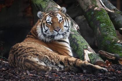 Nadia, la tigresa de 4 años que dio positivo por coronavirus