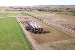 Un cultivo transformó la historia de una provincia y ya ocupa 25.000 hectáreas