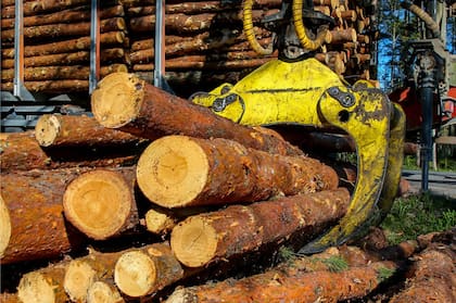 En el país, los bosques cultivados suman 1,28 millones de hectáreas, 60% cubiertas de pino, seguidos por eucaliptus (27,1%) y sauce y álamos (6,3%)