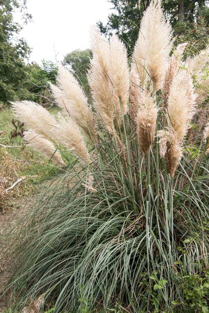 Cortaderia selloana ‘Pumila’ es una versión enana de la clásica cortadera, con penachos que se mantienen firmes todo el invierno