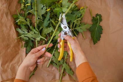 Cortar el tallo de las flores ayuda para mantener las flores frescas